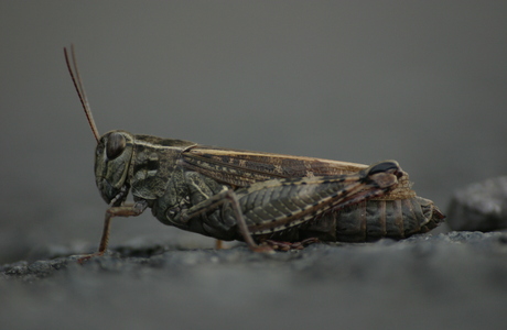 Italienische Schönschrecke (Calliptamus italicus) - © Emanuel Trummer